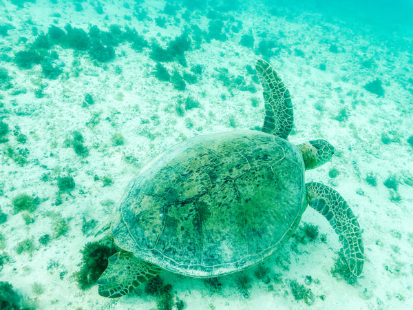 SNORKELLING WITH KIDS